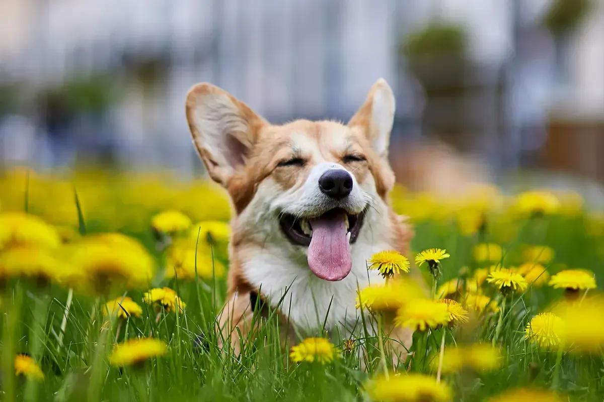 Happy dog